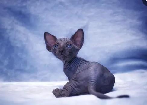 猫咪品种大全及图片和名字价格（详解：英短蓝猫为什么不建议养）