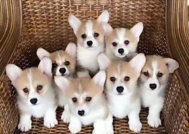 威尔士柯基犬多少钱一只幼崽（威尔士柯基犬的优点和缺点）