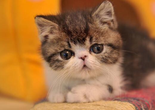 流浪猫围着我转圈蹭腿竖尾巴什么意思（流浪猫蹭我又咬我）