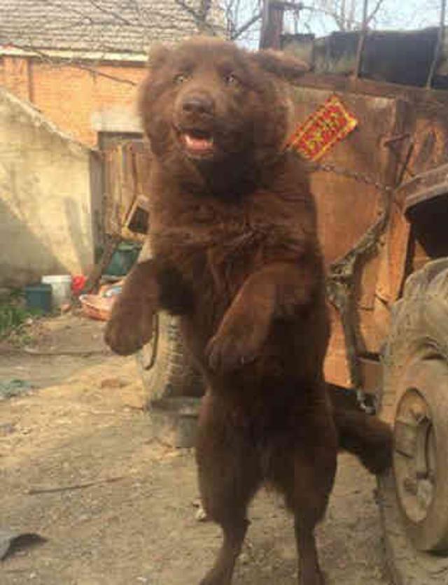 大白熊犬（大犬狗品种大全图片）