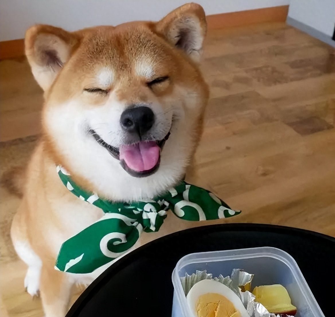 柴犬图片（附：柴犬贵离不开这几个原因）