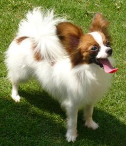 世界十大聪明犬排名（世界名狗图片大全）