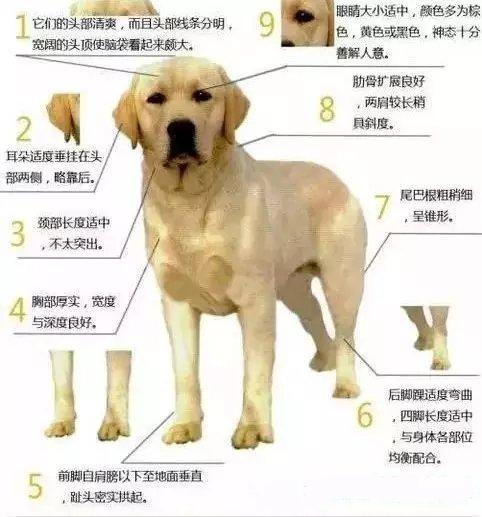 拉布拉多犬图片幼犬（拉布拉多6个品种的图片）
