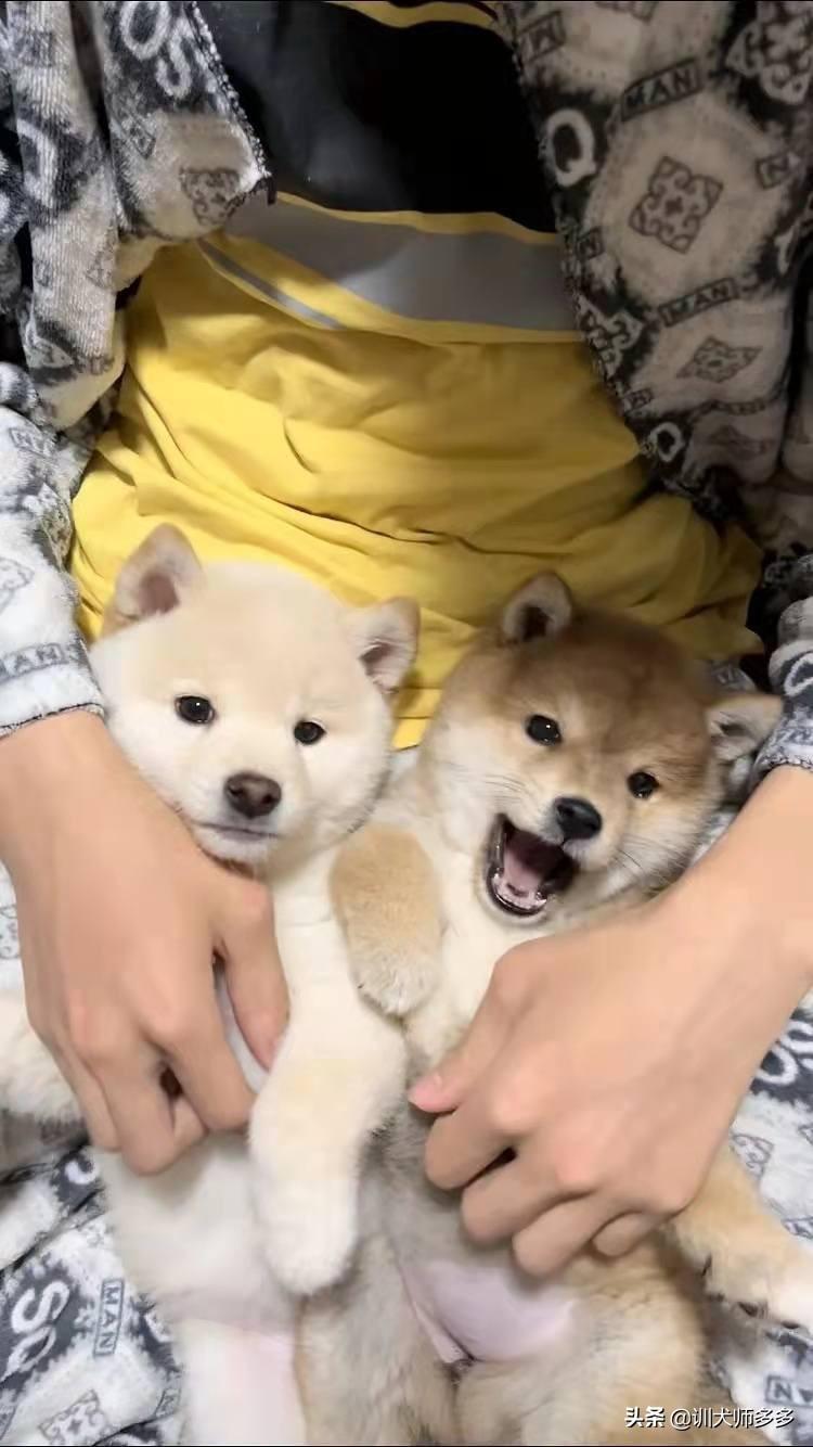 一个月的小狗怎么训练户外大小便(7天教你训练会定点大小便的小狗)