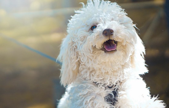 小狗出生7天就能睁开眼了吗