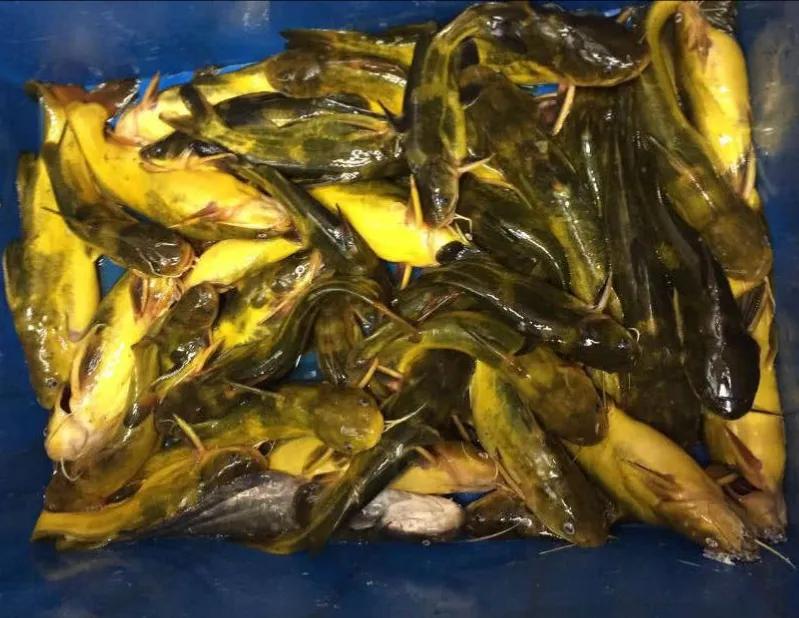 三月份适合钓昂刺鱼吗（附：钓昂刺鱼什么时间段钓最合适）