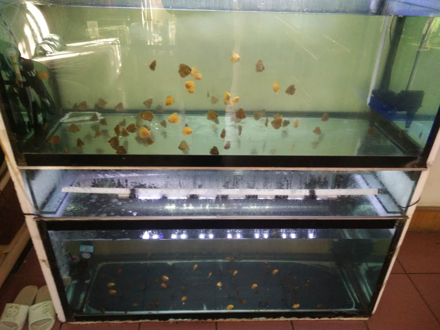 七彩为什么不建议养苗子（七彩鱼的养殖方法和注意事项）