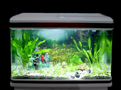 家里养什么鱼好旺财（详解：家里养几条鱼风水最好）