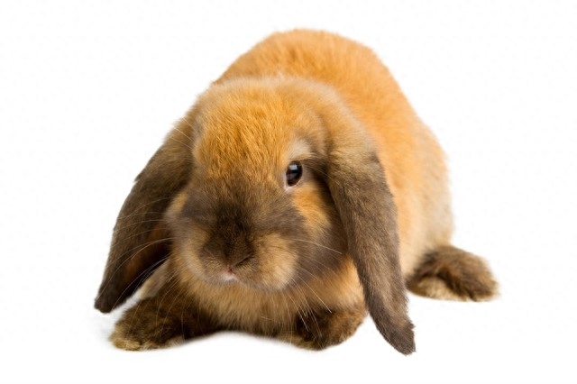 养兔子要注意哪些问题（详解：养殖兔子的人要注意的7个事项）