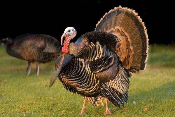火鸡喜欢吃什么食物（附：火鸡吃什么长得最肥美）