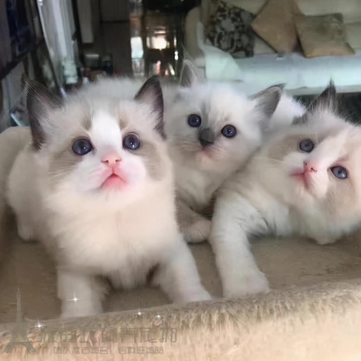 布偶千万不能养公猫（布偶公猫好还是母猫好）