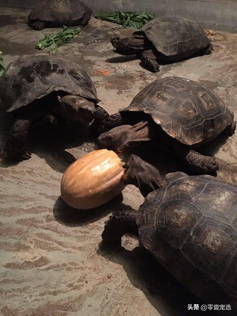 陆龟开放需要知道什么（附：黑靴陆龟图）