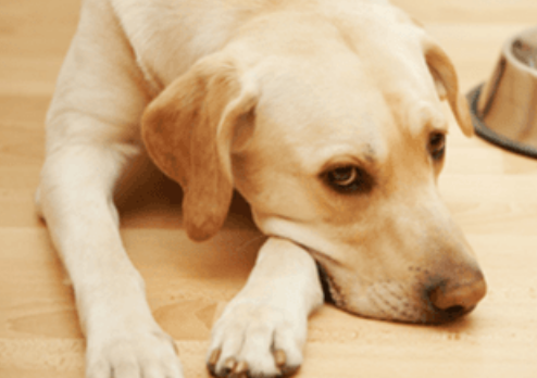 家中狗狗拉肚子该如何