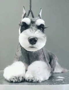 迷你雪纳瑞怎么养（详解新手养雪纳瑞的优点与缺点）