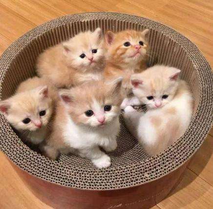 这7种猫简直是“掉毛王者”，都能织件毛衣了