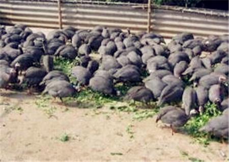 珍珠鸡苗市场价多少一只（珍珠鸡的照片及利润）