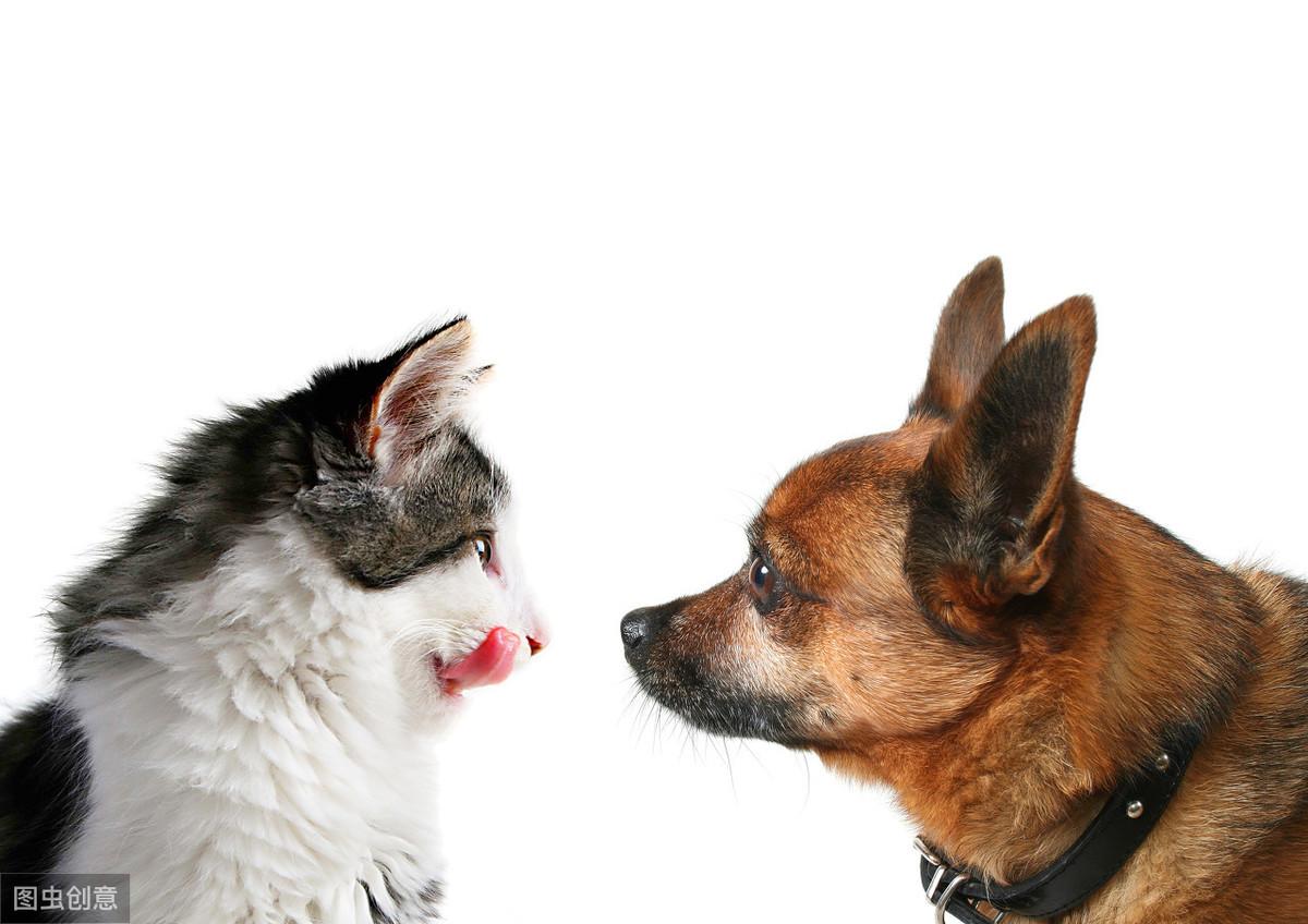 母猫子宫蓄脓初期症状（母猫子宫蓄脓怎么治吃什么药）