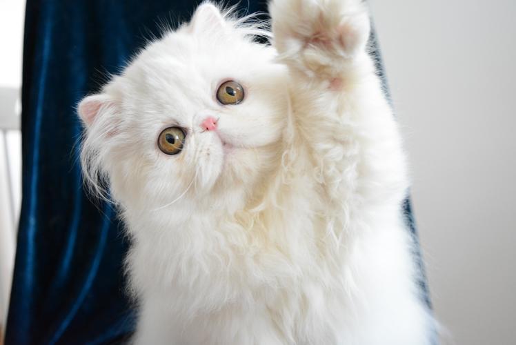 波斯猫和银渐层哪个更好（盘点波斯猫和银渐层性格特点大全）