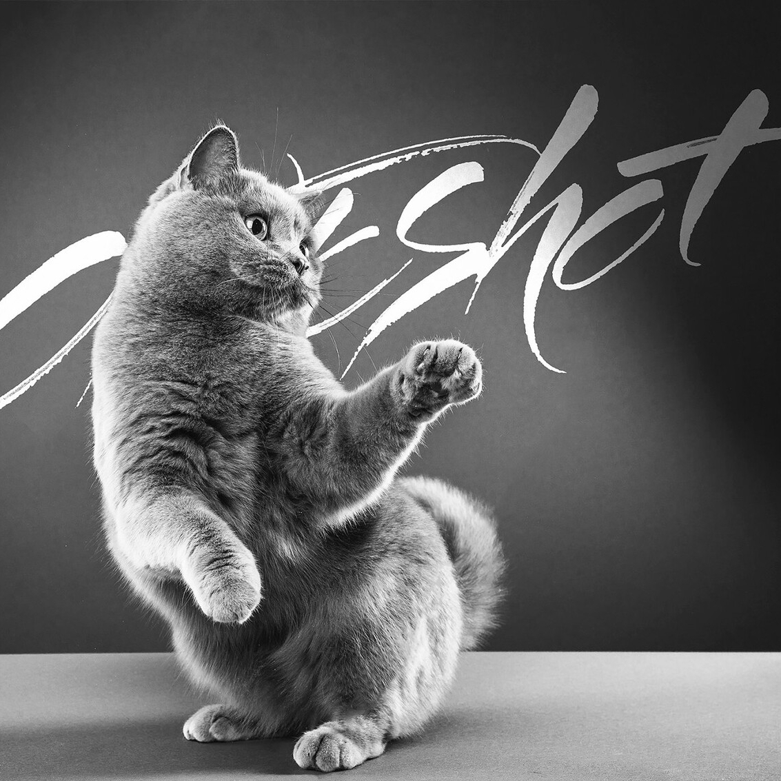 养短毛猫的详细步骤（欧洲短毛猫如何饲养）