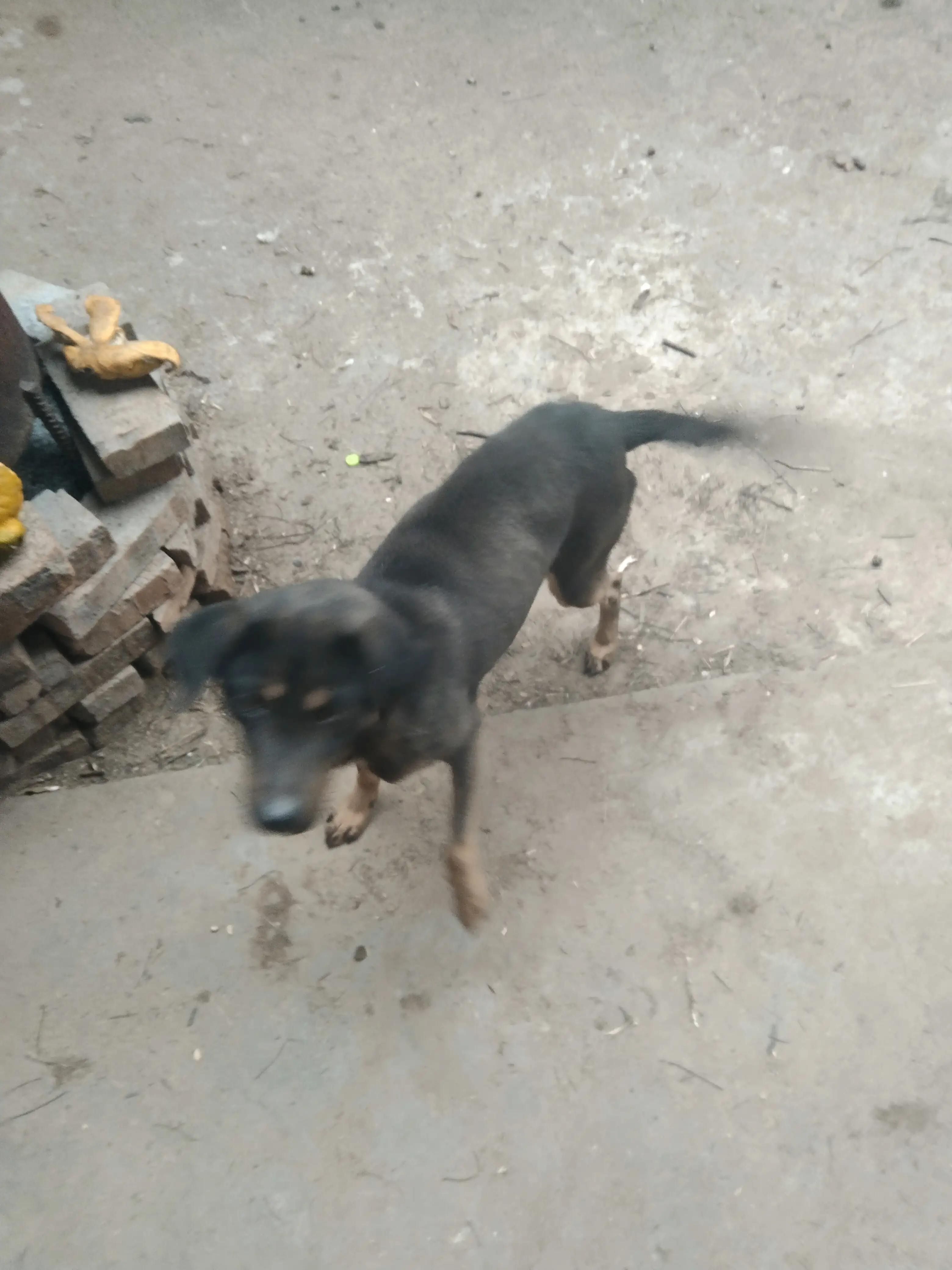 养狗的利润与成本如何算（附：养殖1000只土狗的利润分析）