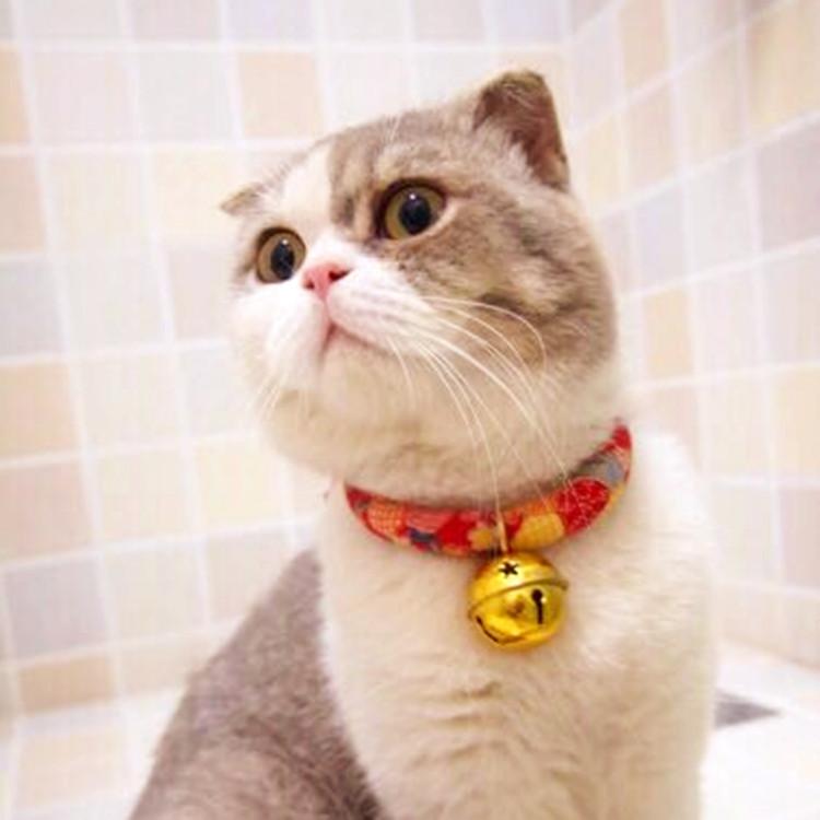 新手养猫必备的东西有哪些（盘点新手养猫必备的10大用品）