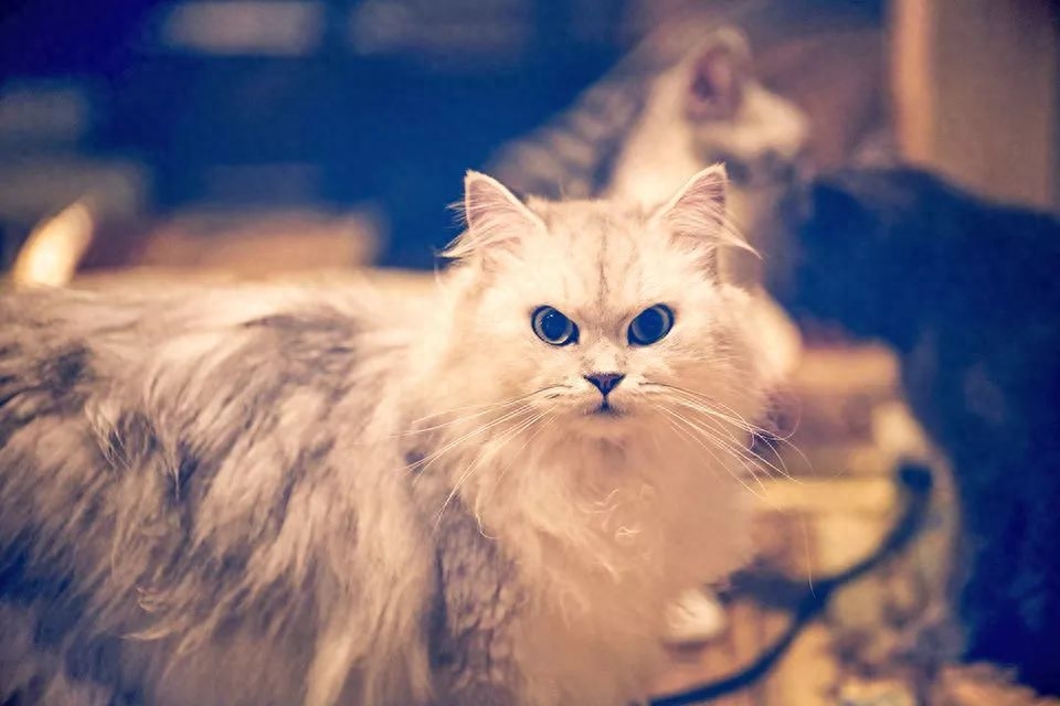 短尾猫有这么多品种你知道吗（附：短尾猫图）