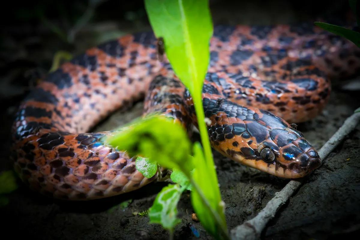 一圈黑色一圈红色的是什么蛇（ 详解：红黑相间的蛇有毒吗）