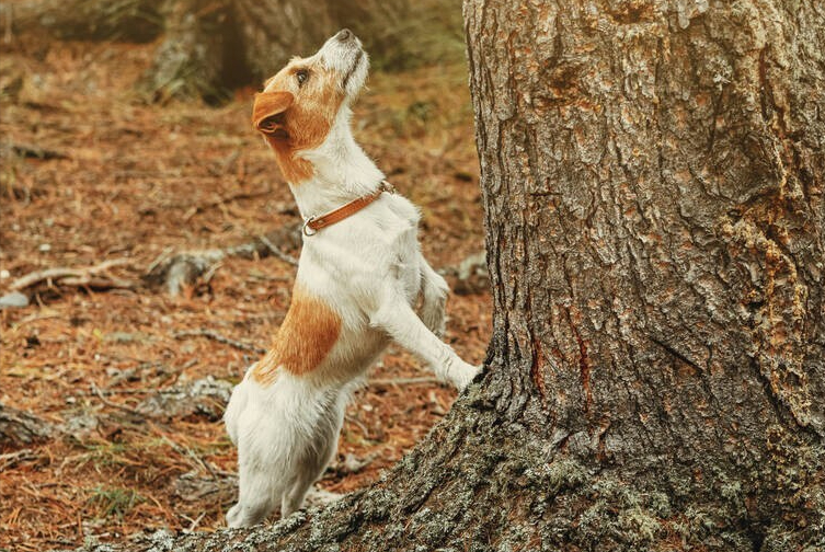 杰克罗素梗犬优缺点（杰克犬多少钱一只）