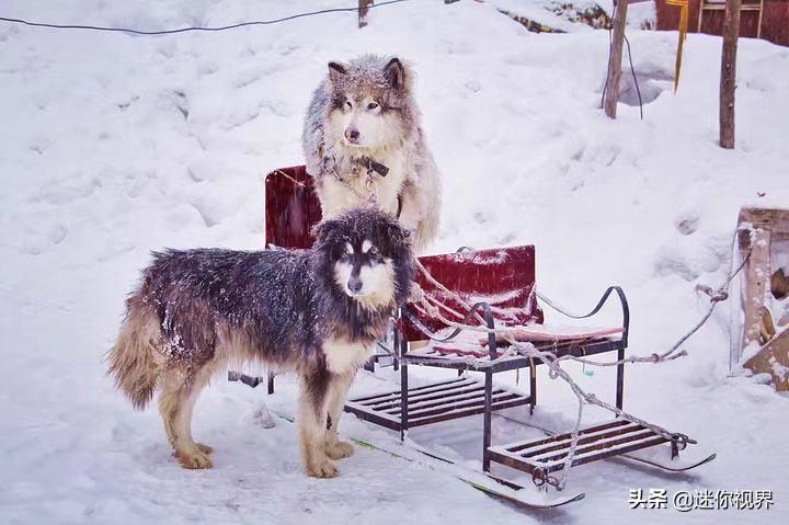 拉斯维加斯犬多少钱（阿拉斯加大型犬图片）