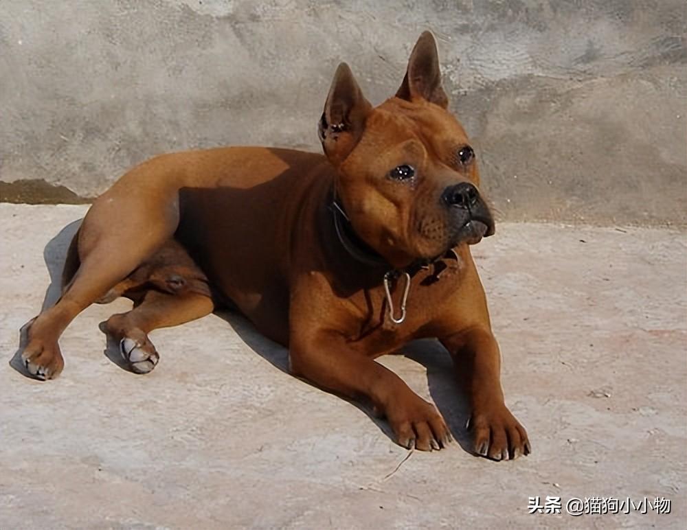 川东猎犬优点和缺点及图片（你知道川东猎犬纯种的标准吗）