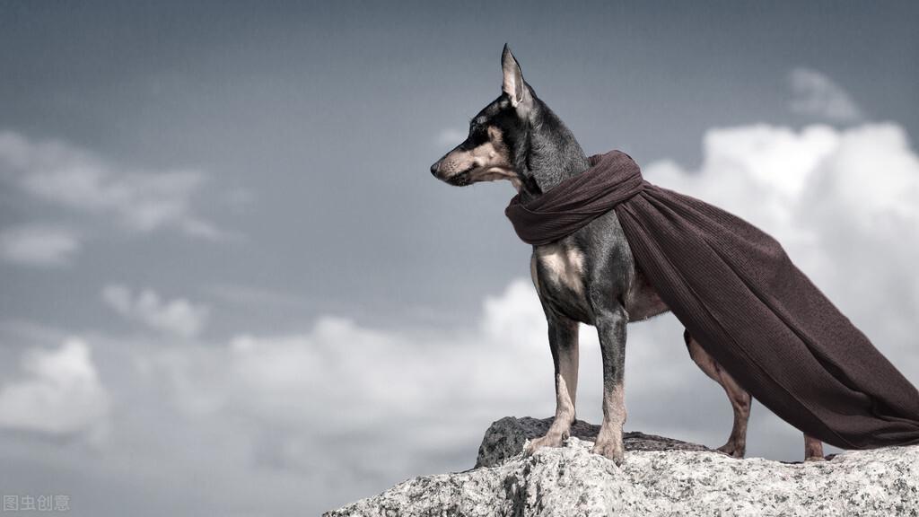 短小精悍却战斗力惊人你知道是哪种犬吗（附：迷你杜宾犬图）