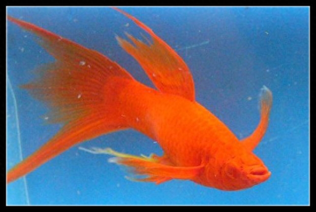 玛丽鱼为什么不建议养（注意：玛丽鱼是这三种鱼里适应性最差的）