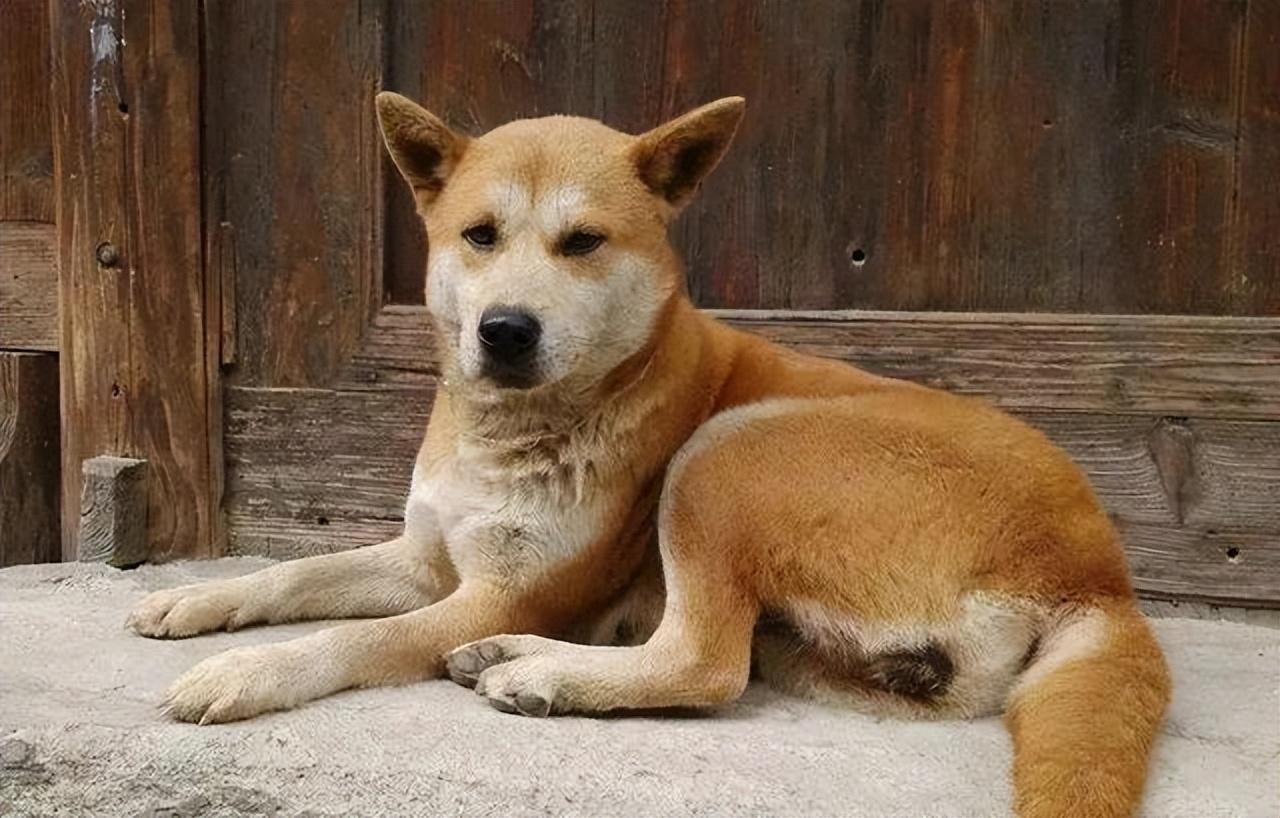 6种爱干净的狗狗（详解：养什么狗最干净）