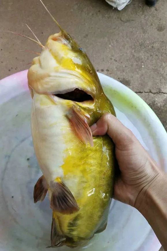 三月份适合钓昂刺鱼吗（附：钓昂刺鱼什么时间段钓最合适）