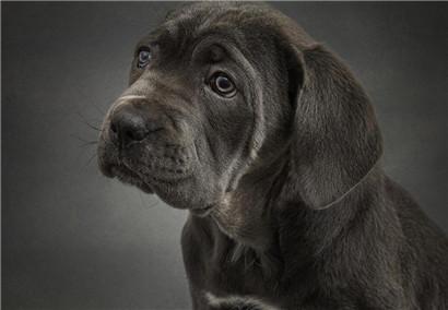 卡斯罗犬如何训练（了解训练卡斯罗犬简单的口令）