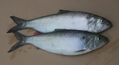 十大名贵锦鲤图片（国内十大最贵的淡水鱼）