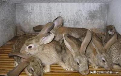 鹧鸪鸡养殖成本（几千元就能养的特种养殖有哪些）