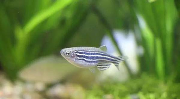 盘点9种适合新手养的鱼（家里适合养什么鱼）