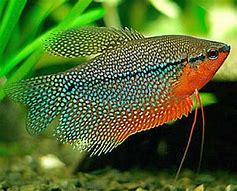 盘点9种适合新手养的鱼（家里适合养什么鱼）