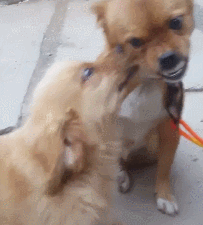 金毛犬的特点及图片（金毛好养吗）