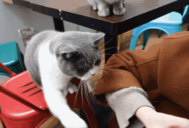 十个蓝猫九个脾气不好（蓝猫脾气是不是比其他猫凶有多凶）