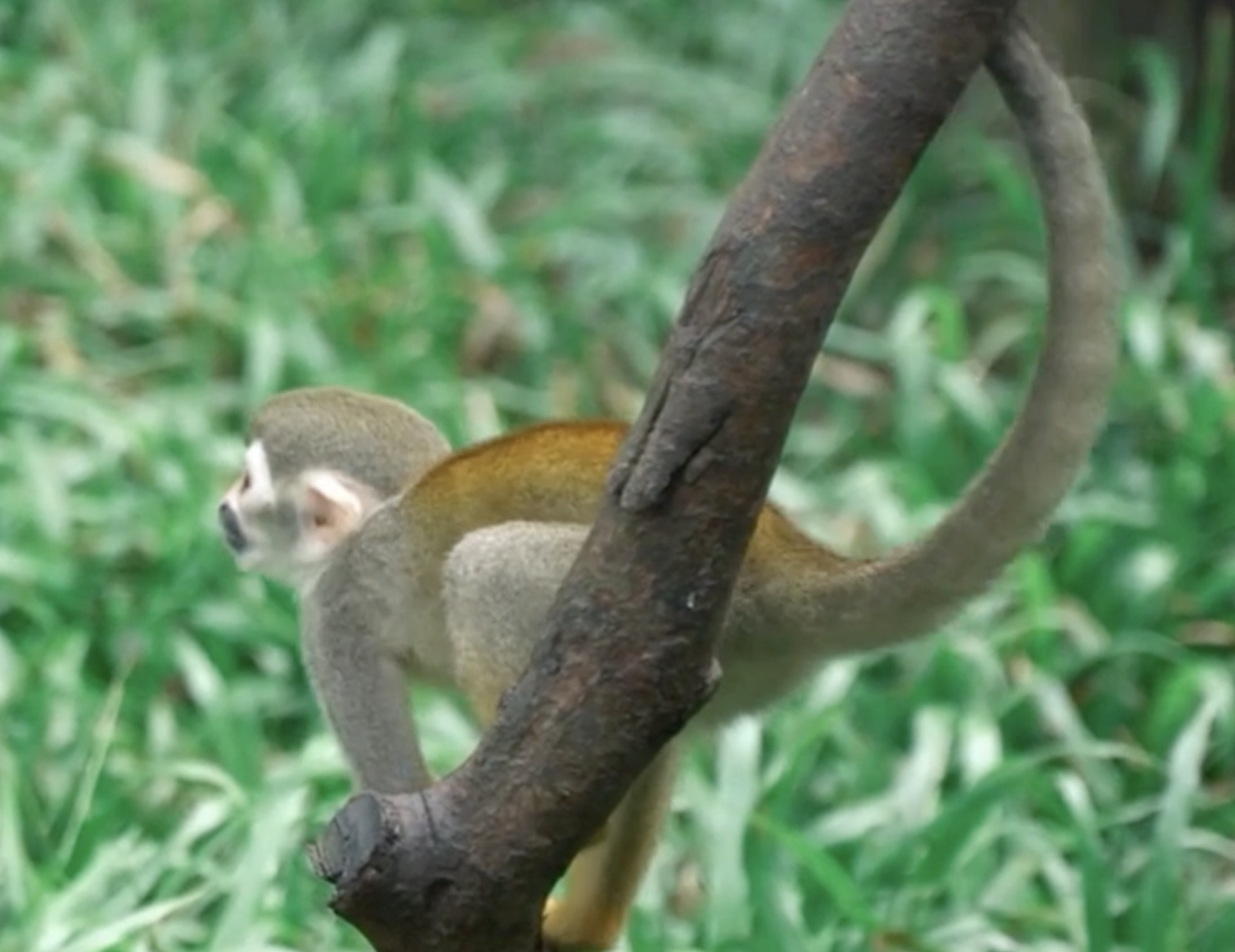 松鼠猴可以私人饲养吗（分享松鼠猴们的生活习性）