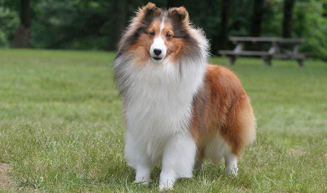 世界十大聪明犬排名（世界名狗图片大全）