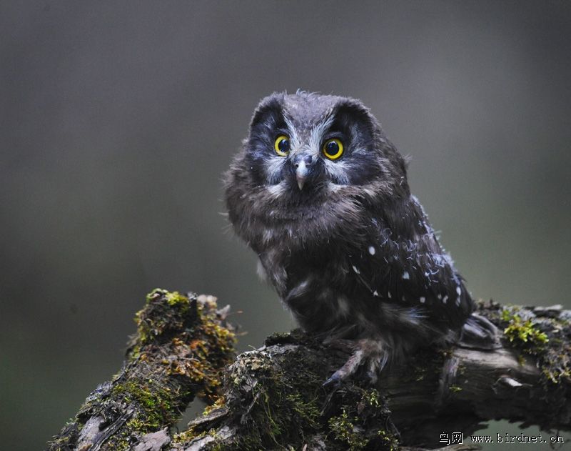 盘点晚上几种恐怖的鸟叫声（了解农村最恐怖的鸟叫声）