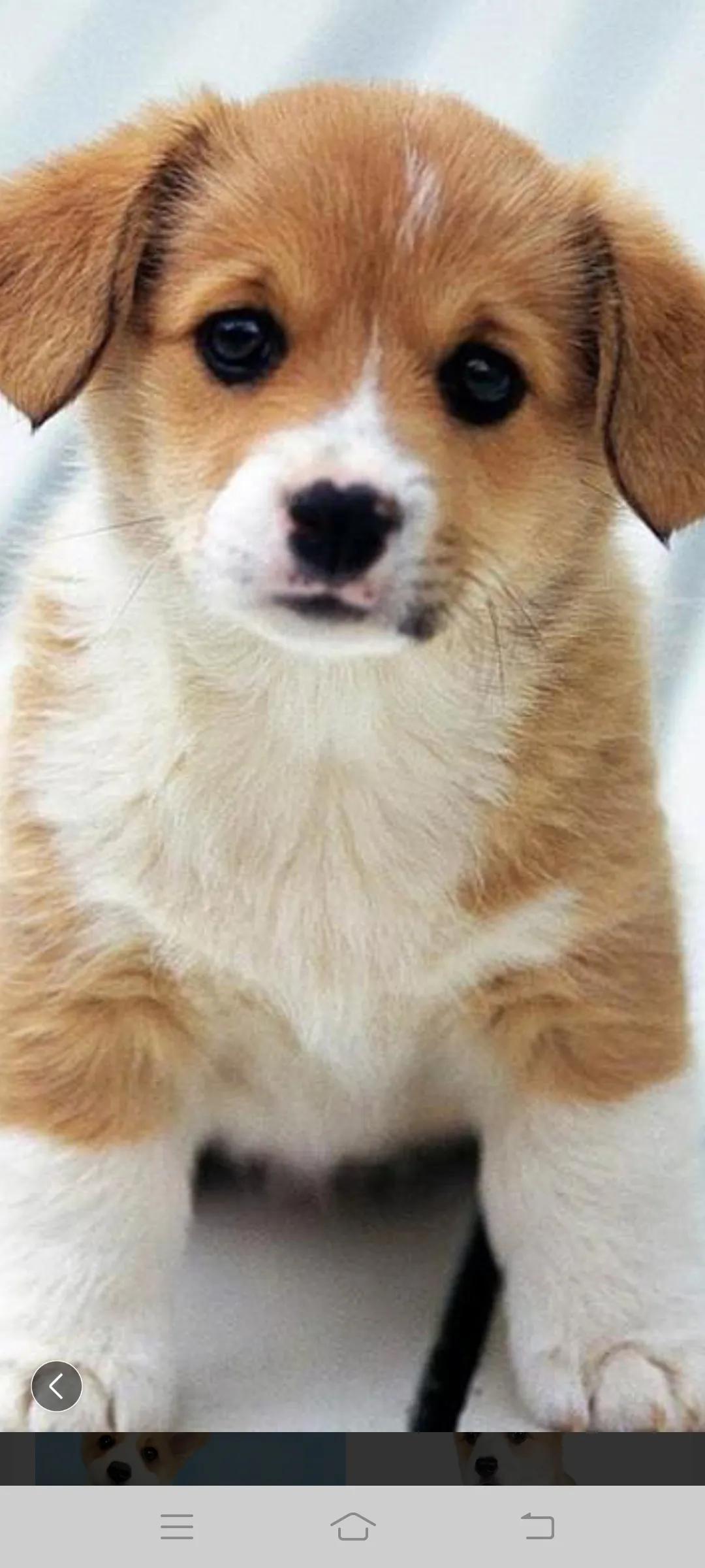 对狗狗好的人有福报吗（答案是否定的有时还恰恰相反）