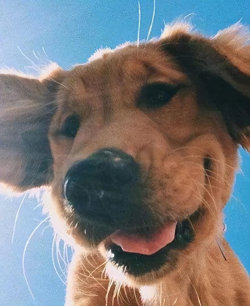 金毛犬的特点及图片（金毛好养吗）