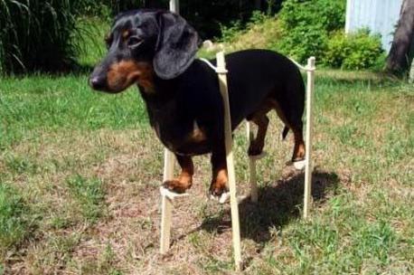 长毛短腿狗有哪些品种（矮脚名狗品种图片大全）