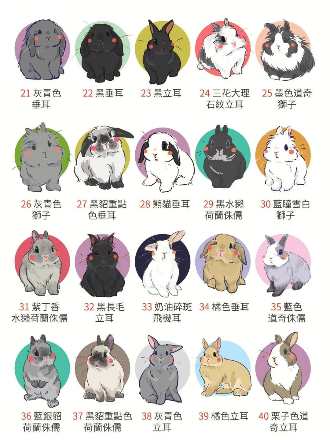 地摊上买的30元一只的兔子是肉兔吗（常见的漂亮兔子品种价格）