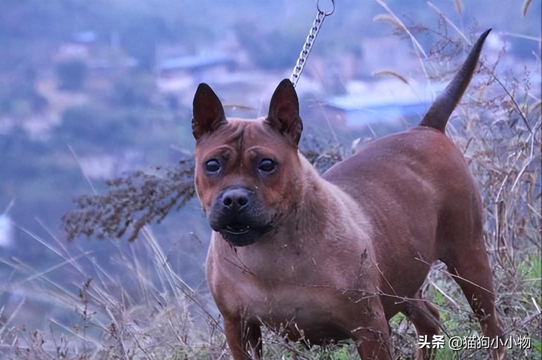 川东猎犬优点和缺点及图片（你知道川东猎犬纯种的标准吗）