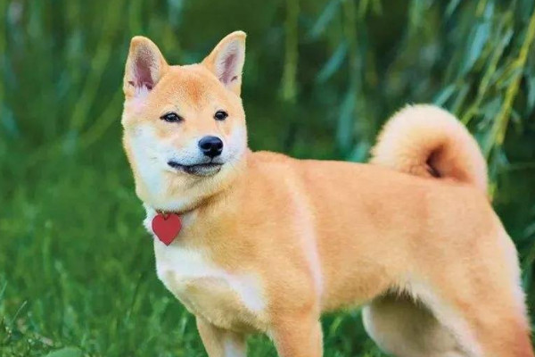 盘点适合养狗的有几种属相